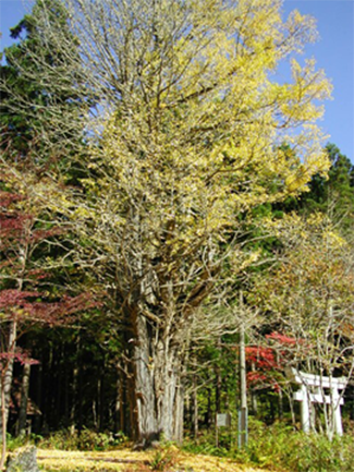 熊の堂神社の大銀杏